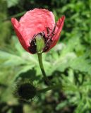 Papaver hybridum