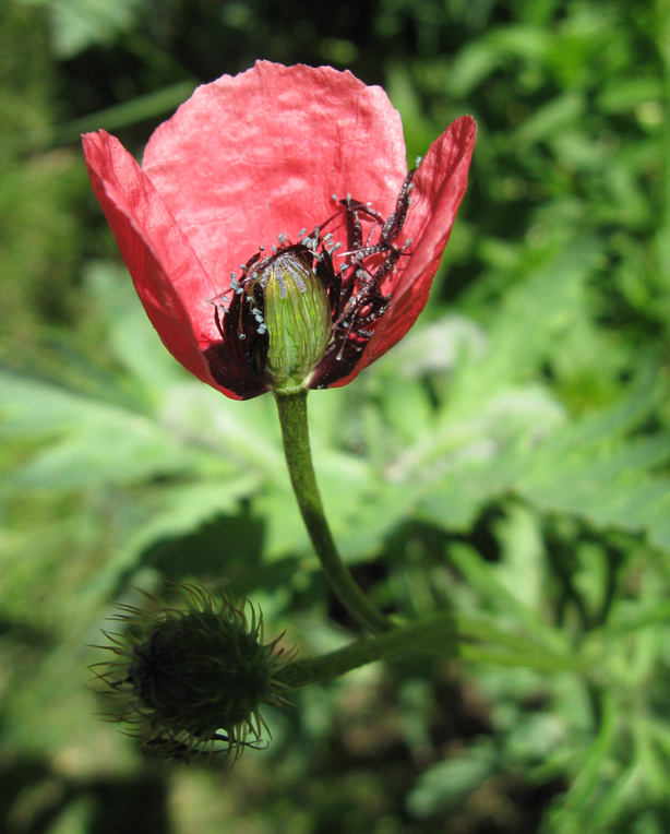 Изображение особи Papaver hybridum.