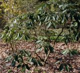 Rhododendron fortunei