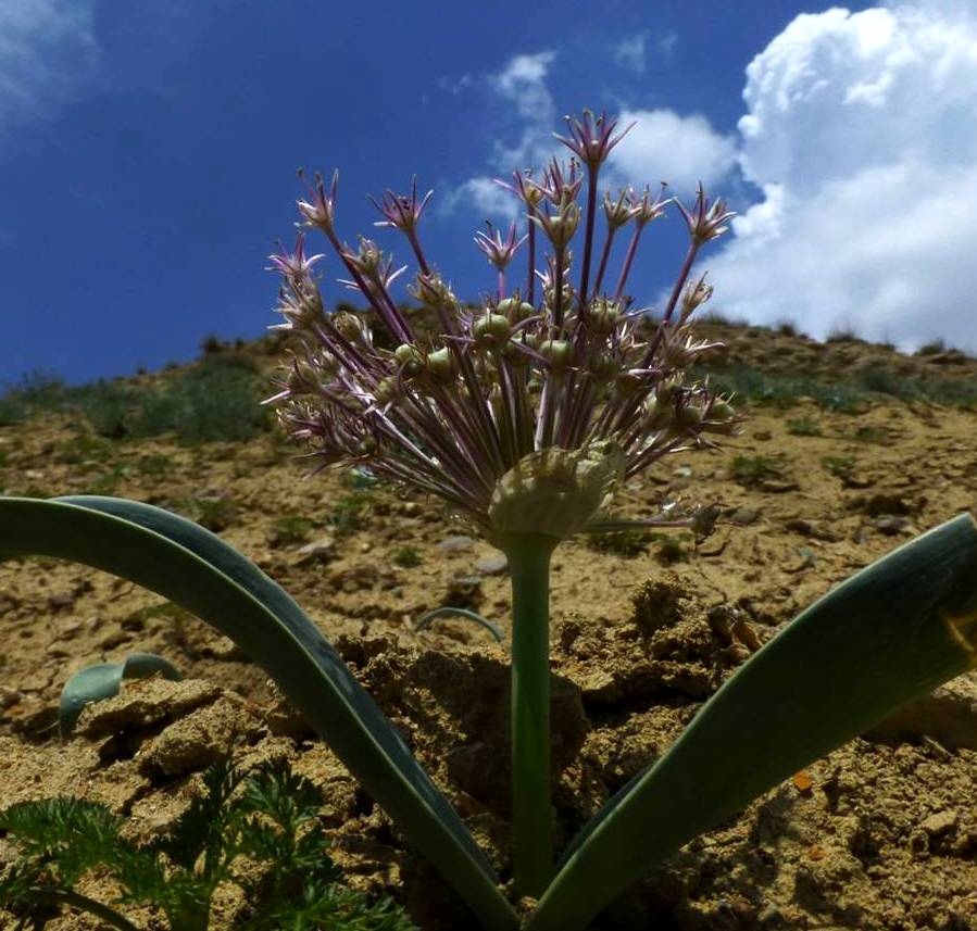 Изображение особи Allium materculae.