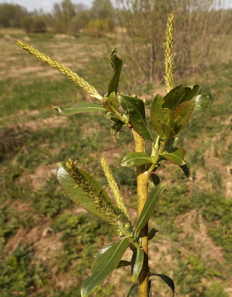 Image of Salix hexandra specimen.