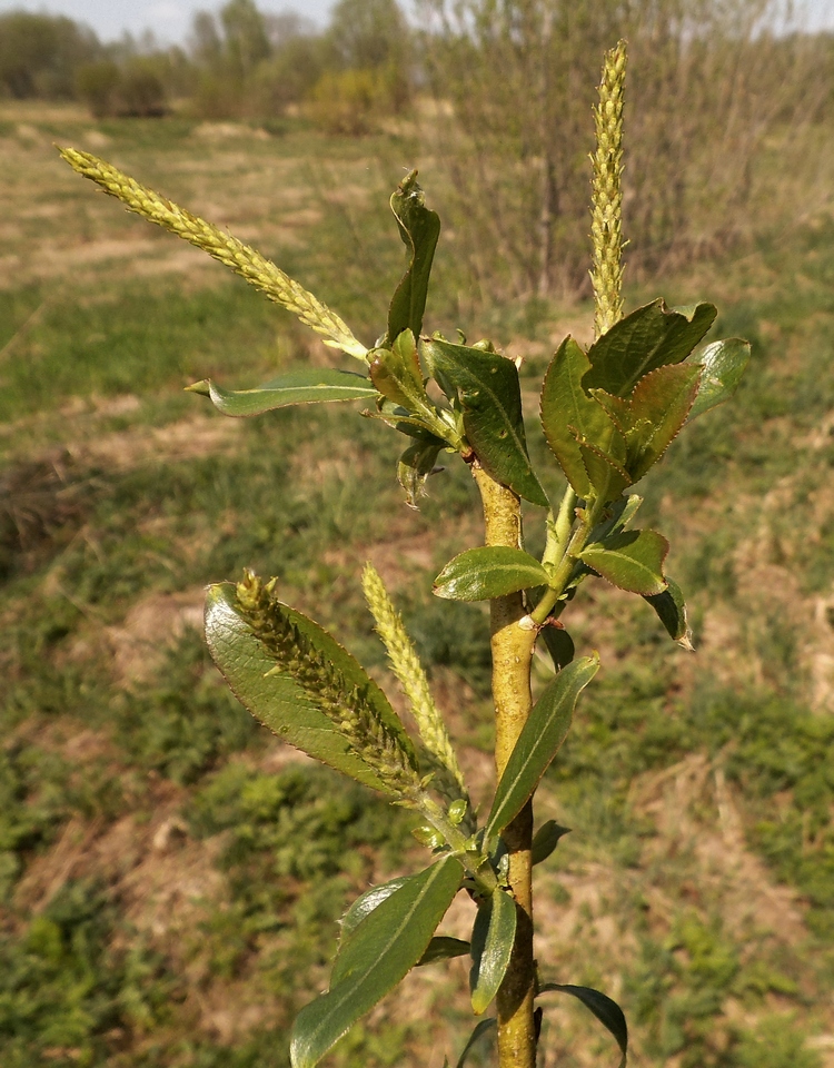 Изображение особи Salix hexandra.