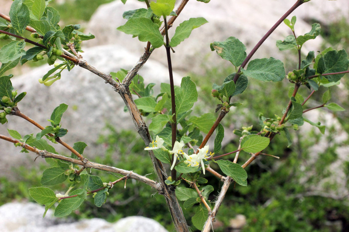 Image of Lonicera tianschanica specimen.