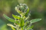 Solenanthus biebersteinii
