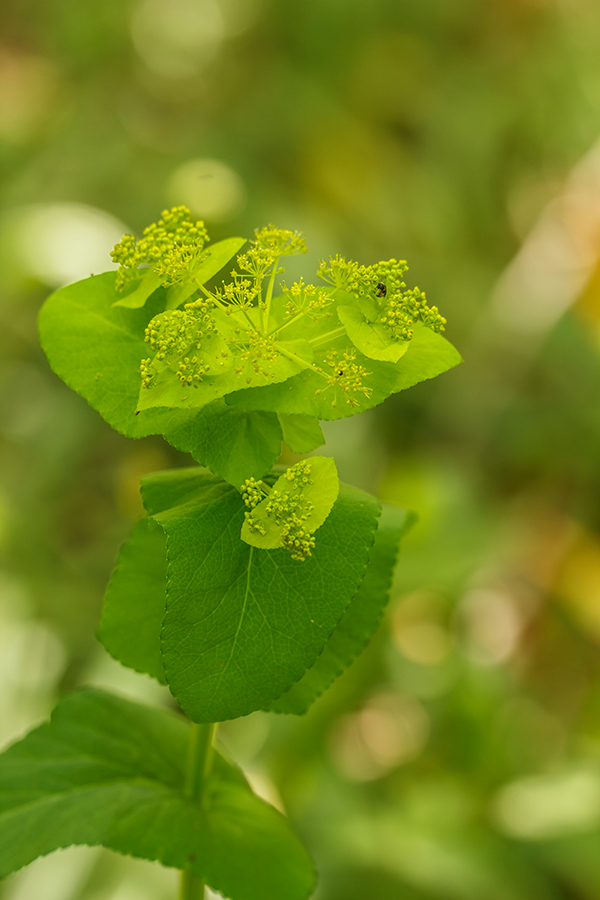 Изображение особи Smyrnium perfoliatum.