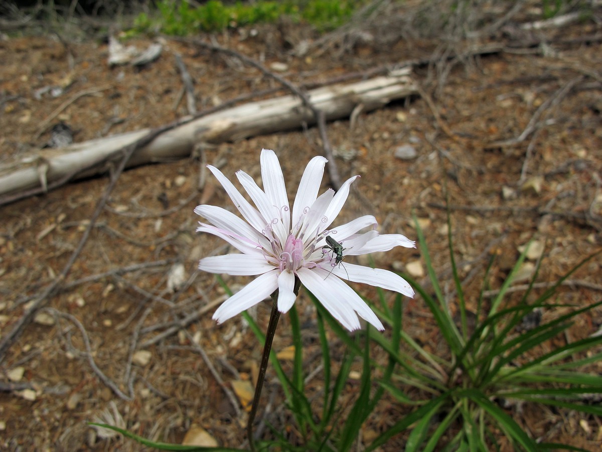 Image of Scorzonera rosea specimen.