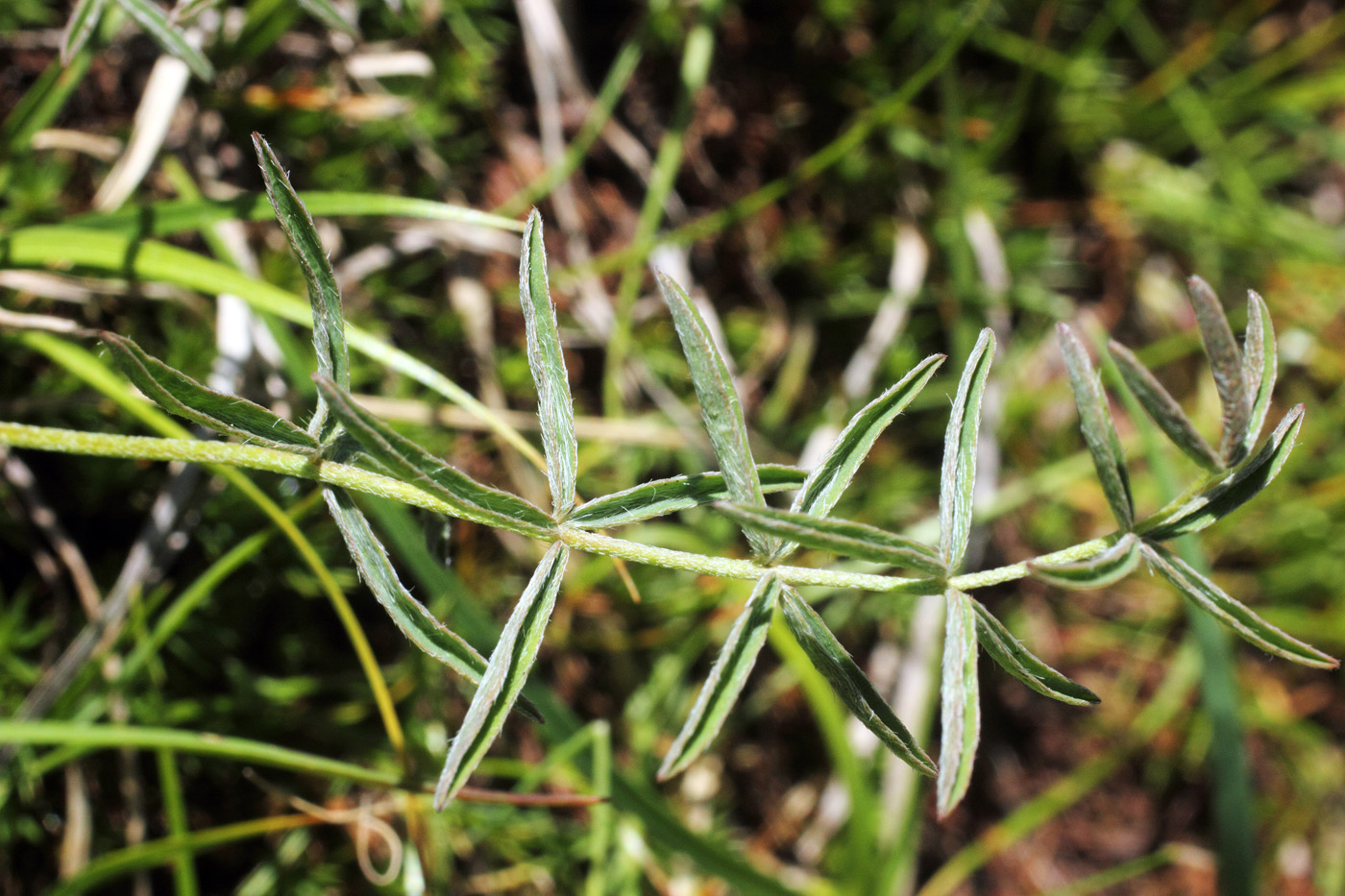 Изображение особи Astragalus adpressepilosus.