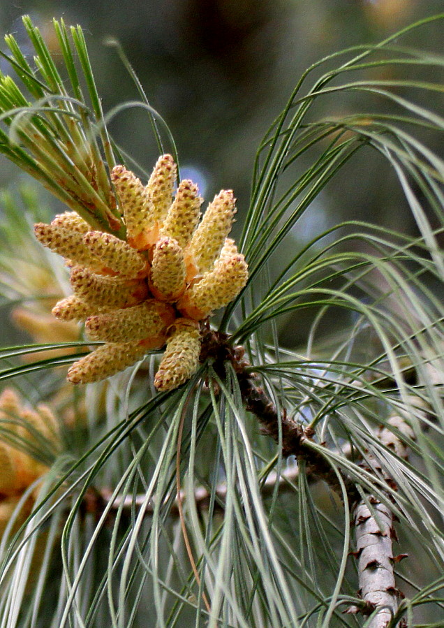 Изображение особи Pinus wallichiana.