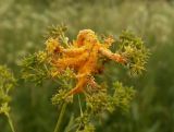 Thalictrum lucidum. Соплодие, пораженное ржавчинным грибом Puccinia coronata (Corda, 1837). Московская обл., Лотошинский р-н, окр. дер. Савостино. 22.06.2013.