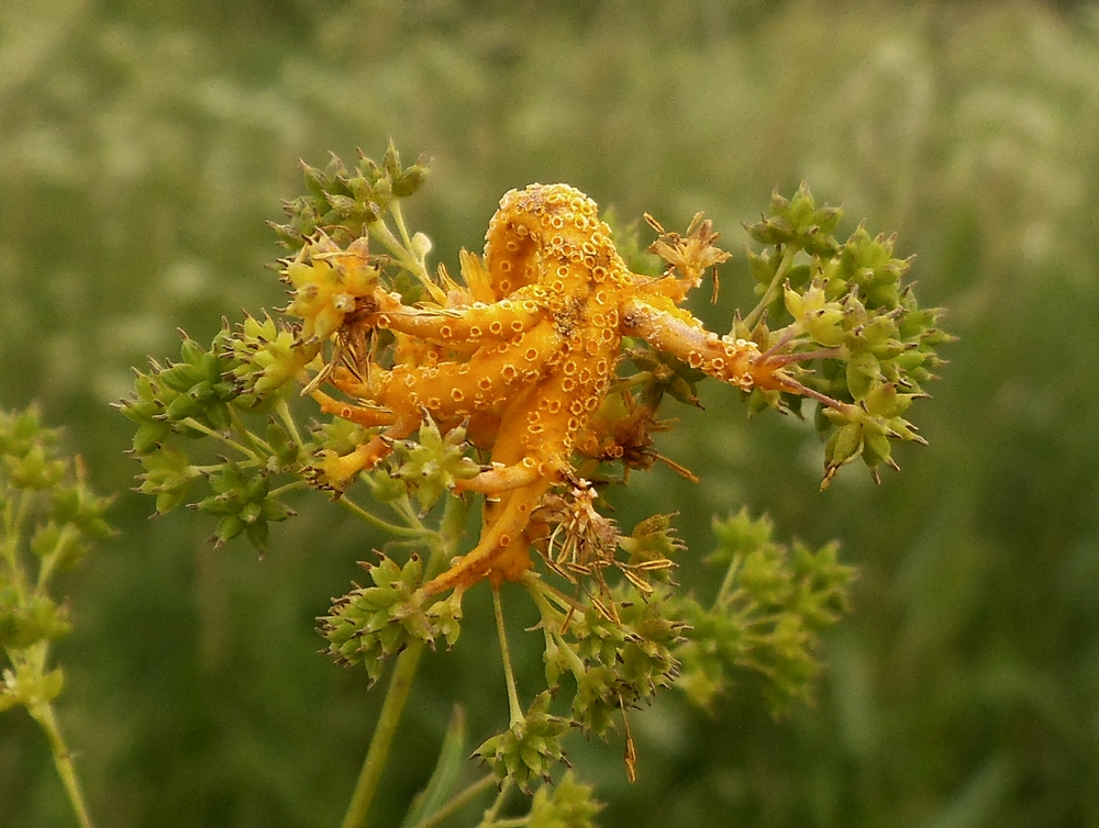 Image of Thalictrum lucidum specimen.