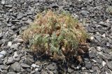 Astragalus lasiophyllus. Плодоносящее растение в щебнистой пустыне на выпуклом склоне сопки. Казахстан, Алматинская обл., Алакольский р-н, 64 км ЗЮЗ пос. Актогай Восточно-Казахстанской области; Северное Прибалхашье, мелкосопочный массив Шубартау. 02.06.2013.