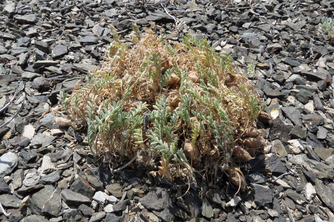 Изображение особи Astragalus lasiophyllus.