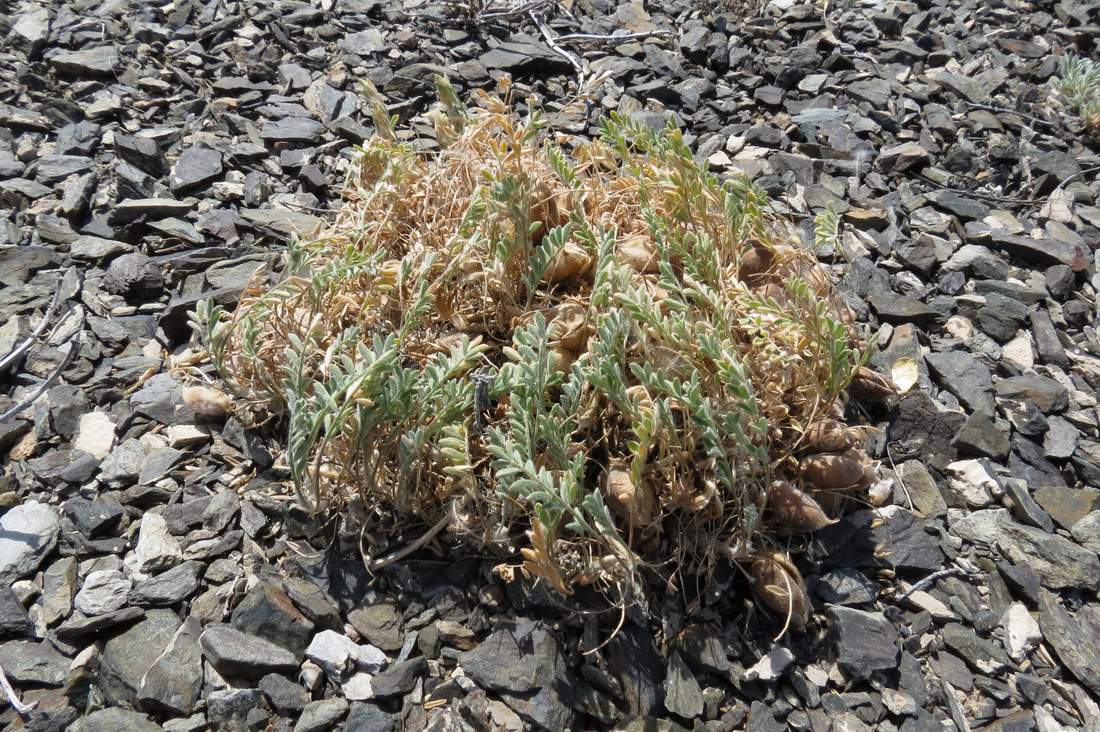 Изображение особи Astragalus pallasii.