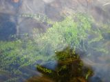 Galium palustre