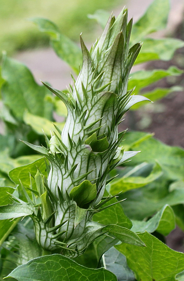 Image of Acanthus mollis specimen.
