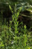 Lepidium ruderale