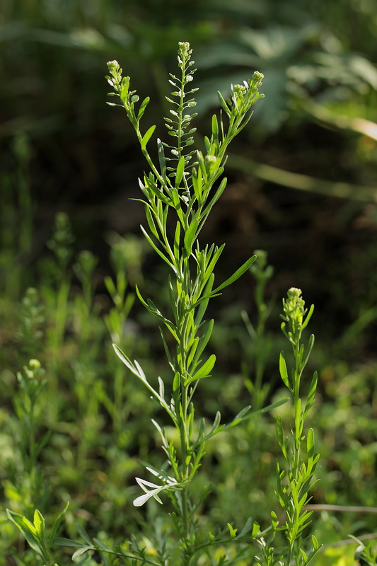 Изображение особи Lepidium ruderale.