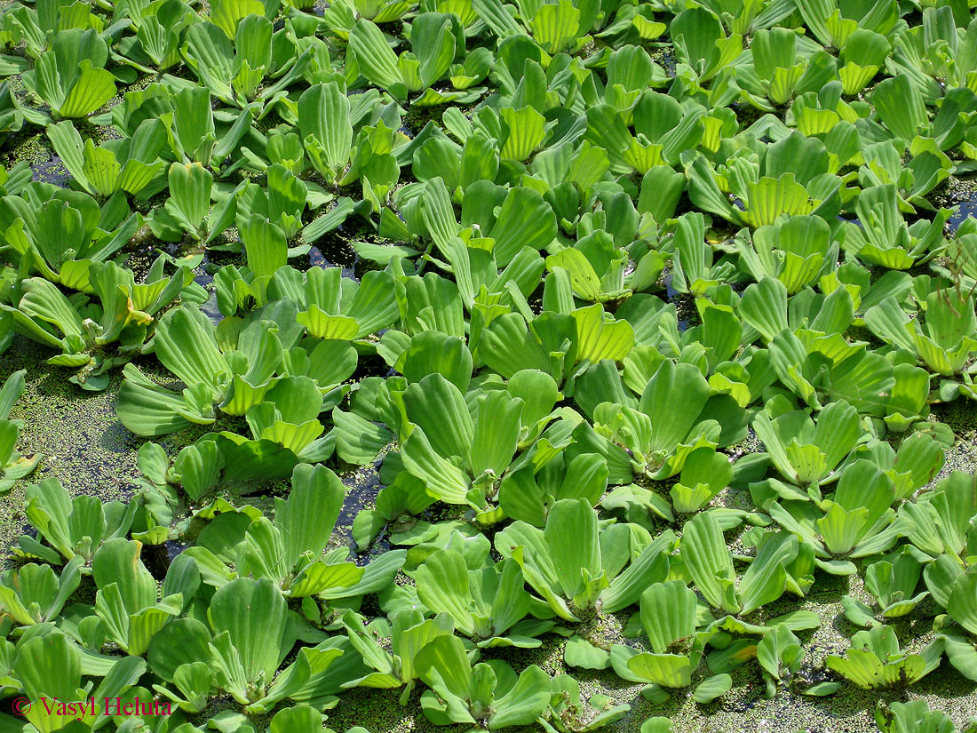 Изображение особи Pistia stratiotes.