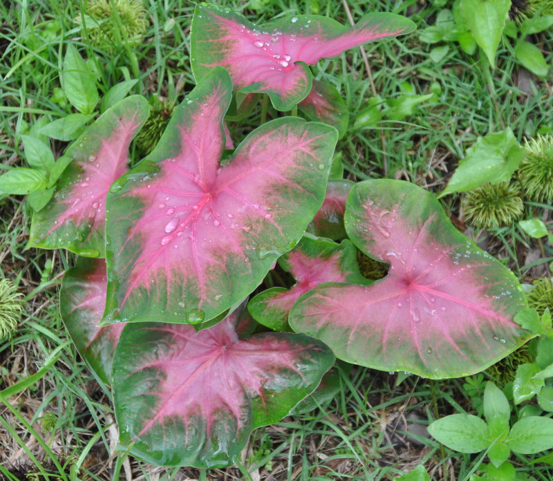 Image of Caladium bicolor specimen.