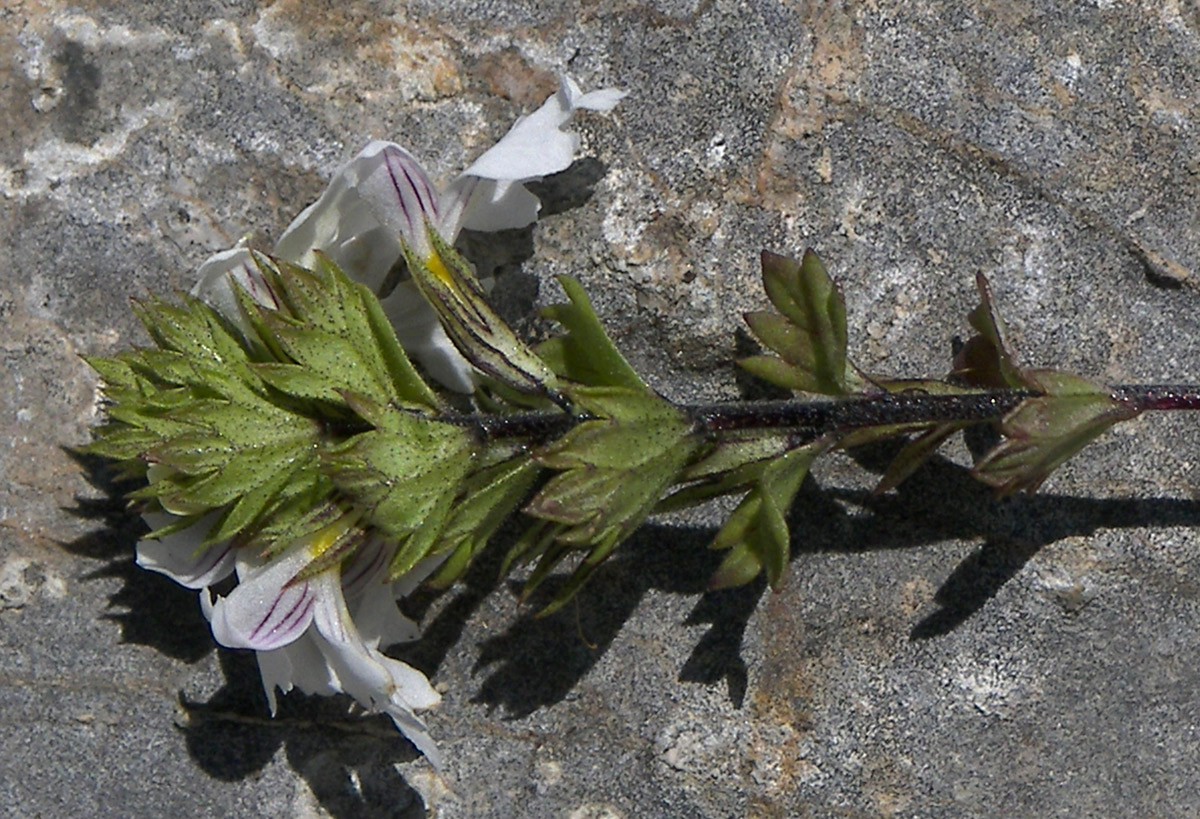 Изображение особи Euphrasia petiolaris.