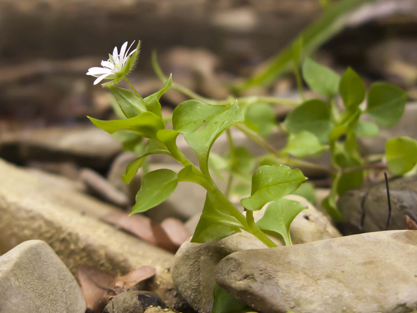 Image of Stellaria media specimen.