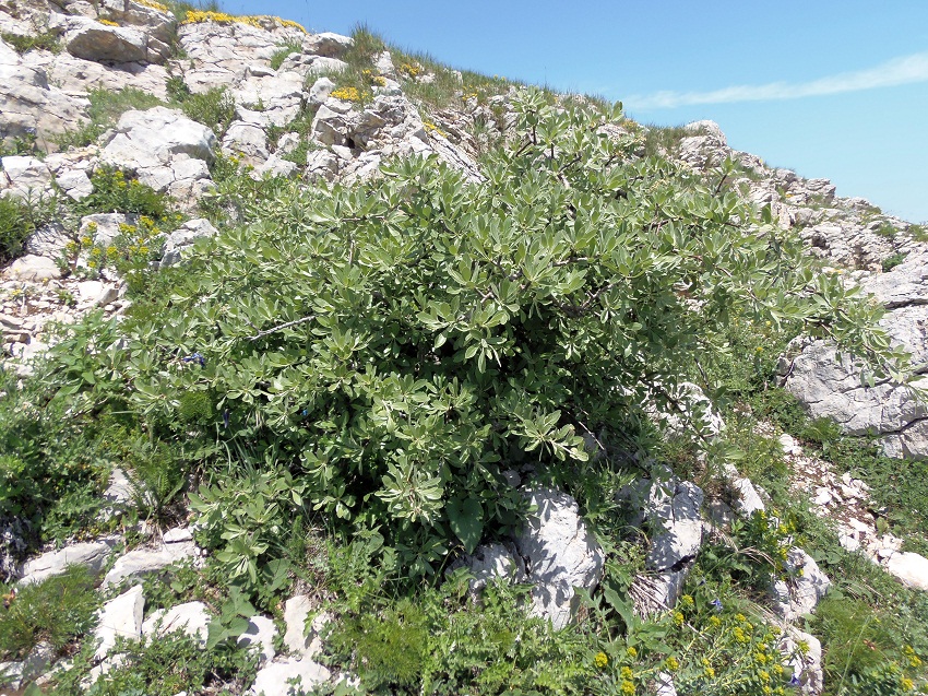 Изображение особи Pyrus elaeagrifolia.