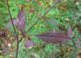 Bidens frondosa