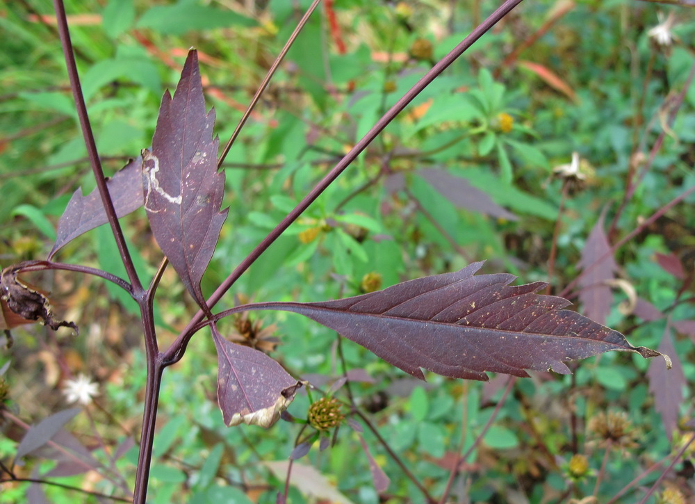 Изображение особи Bidens frondosa.