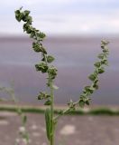 Atriplex sagittata. Соплодия. Краснодарский край, окр. г. Крымск, берег Варнавинского вдхр. 19.09.2013.