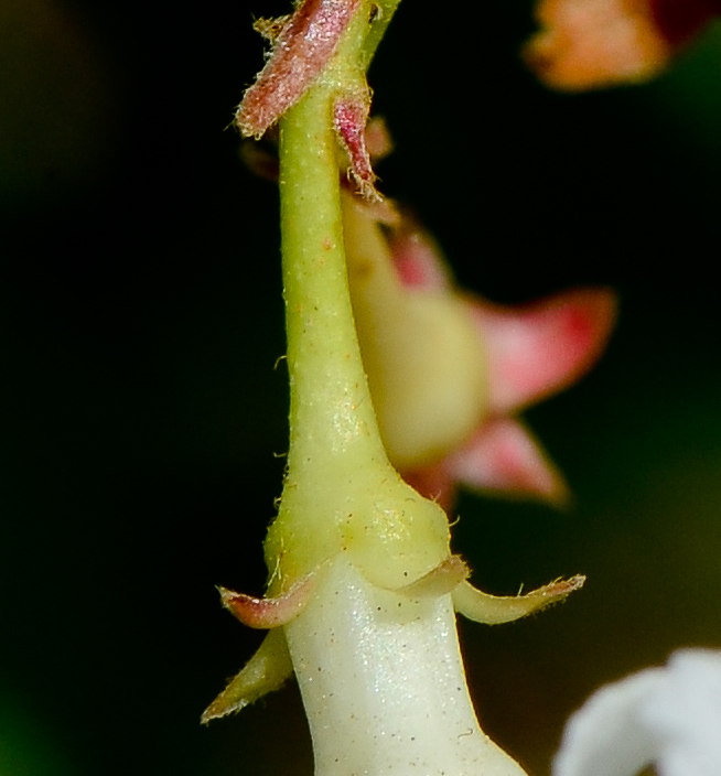 Image of Trachelospermum jasminoides specimen.