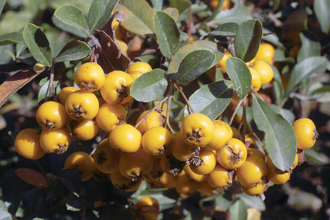 Изображение особи Pyracantha crenulata.