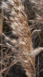 Phragmites australis