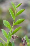 Lathyrus japonicus подвид pubescens. Лист. Карелия, Лоухский р-н, окр. пос. Чкаловский, берег Белого моря. 15.06.2013.