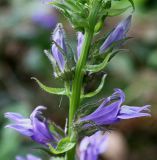 Lobelia siphilitica. Средняя часть соцветия. Германия, г. Дюссельдорф, Ботанический сад университета. 14.08.2013.