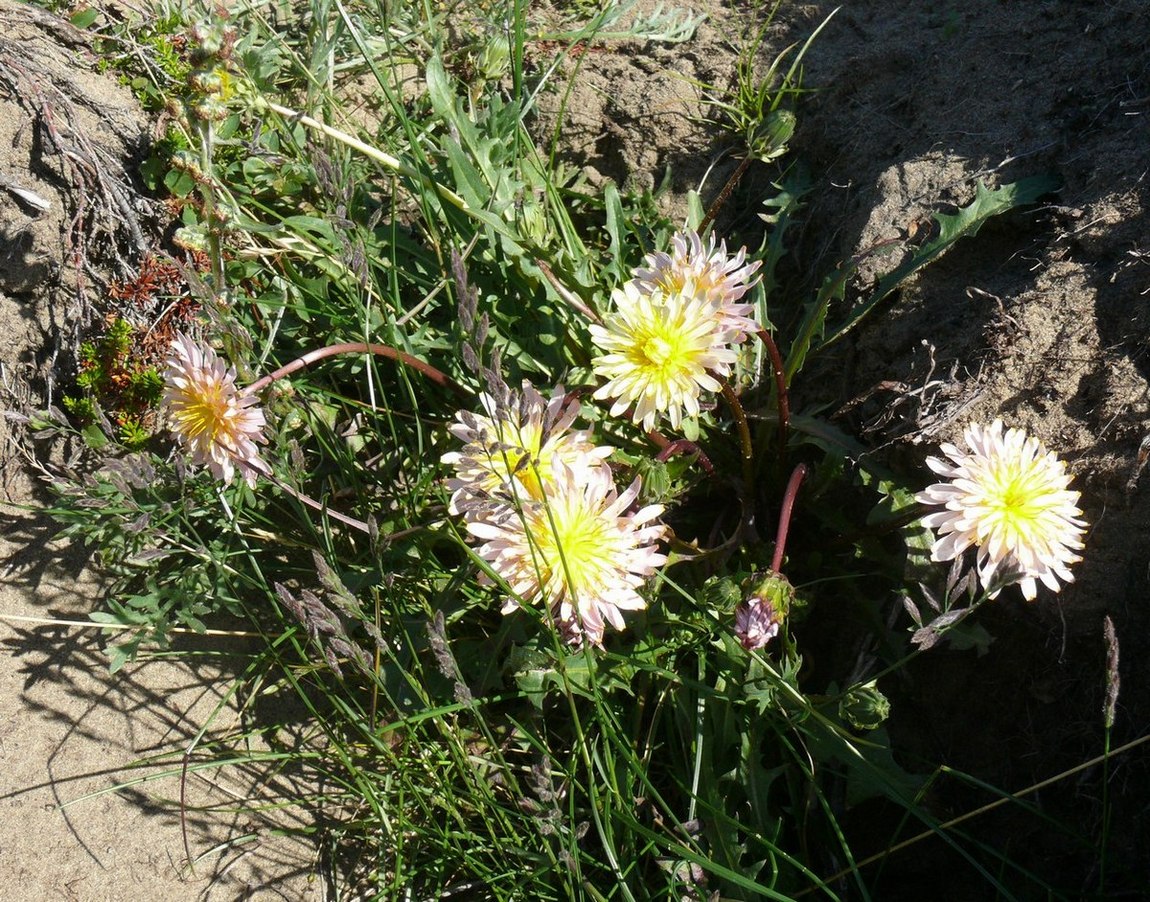 Изображение особи Taraxacum stepanovae.