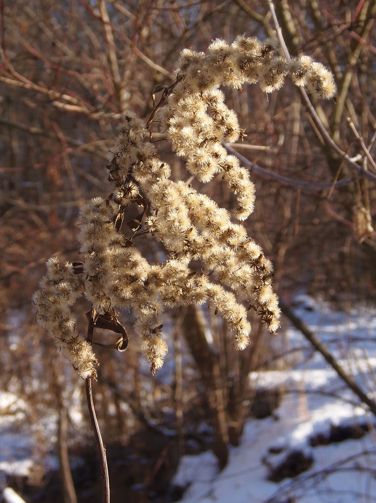 Image of Solidago canadensis specimen.