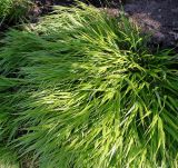 Hakonechloa macra. Отцветшее растение. Германия, г. Дюссельдорф, Ботанический сад университета. 04.09.2013.