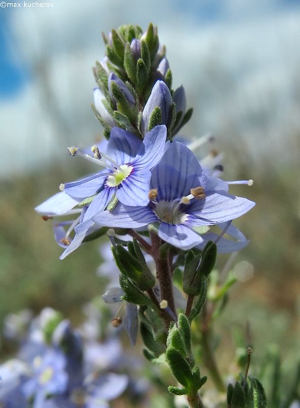 Image of Veronica capsellicarpa specimen.