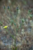 Picris pauciflora