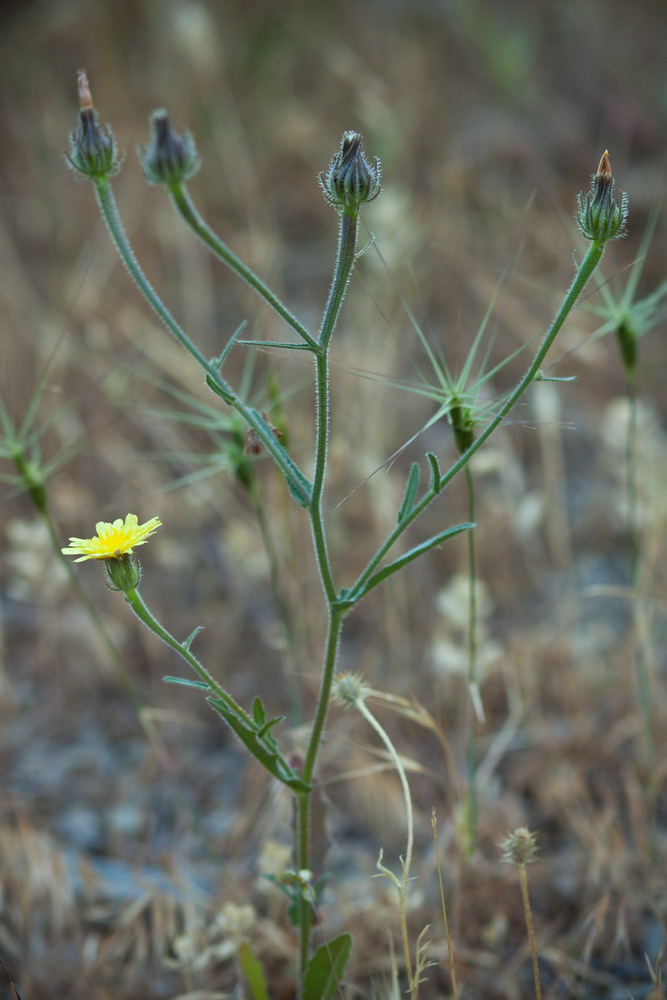 Image of Picris pauciflora specimen.