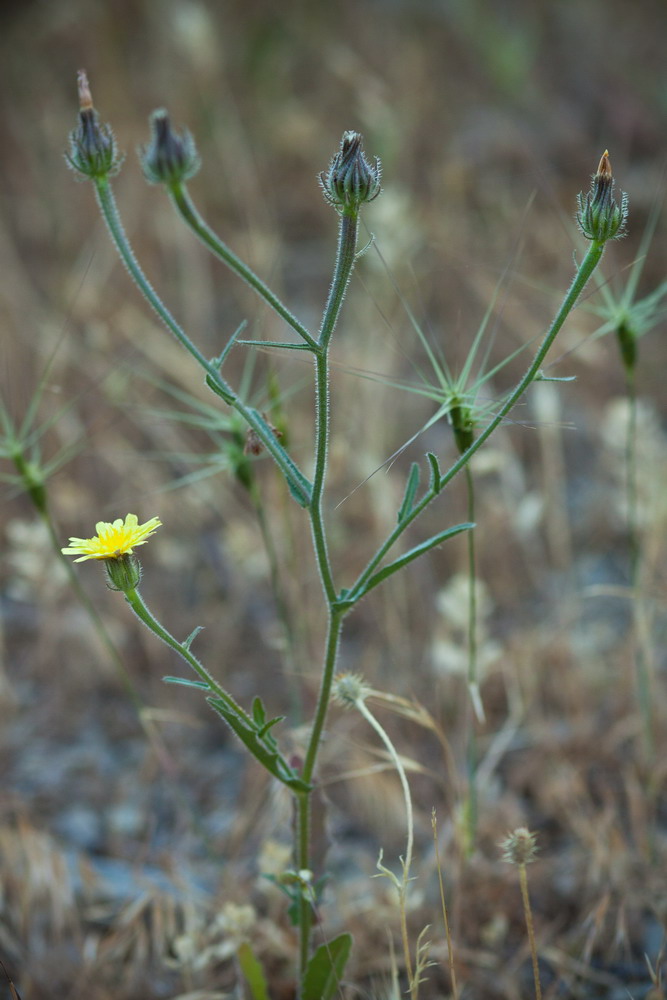 Изображение особи Picris pauciflora.