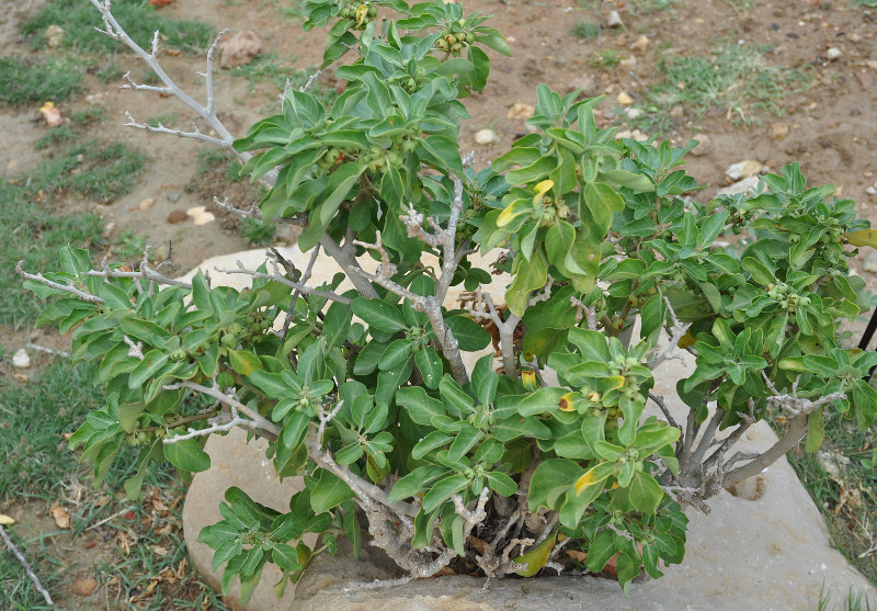 Image of Withania adunensis specimen.