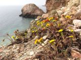 Tussilago farfara. Цветущие растения. Крым, Севастополь, Балаклава, приморский склон. 14.02.2014.