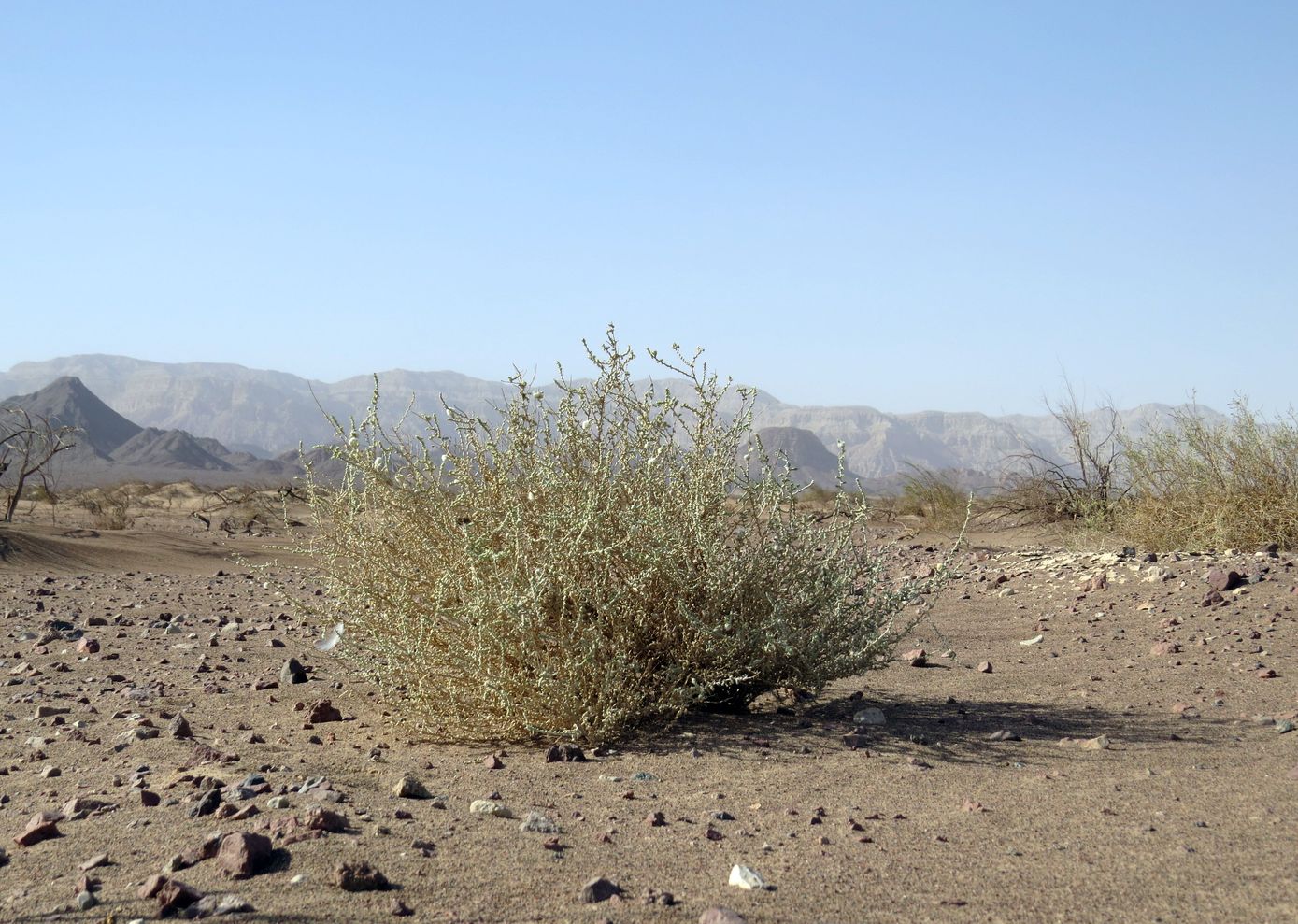 Image of Salsola cyclophylla specimen.