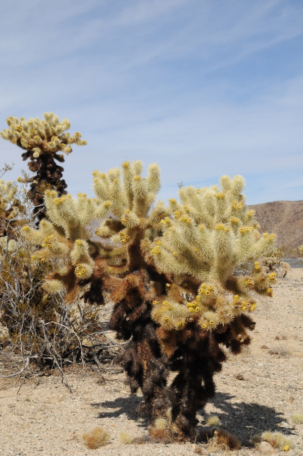 Изображение особи Cylindropuntia bigelovii.