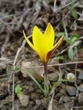 Crocus angustifolius