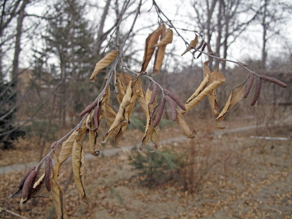 Image of Betula dauurica specimen.