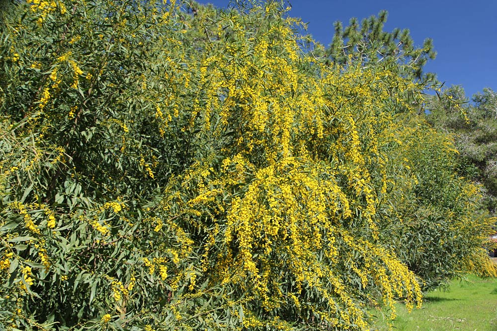 Image of Acacia saligna specimen.