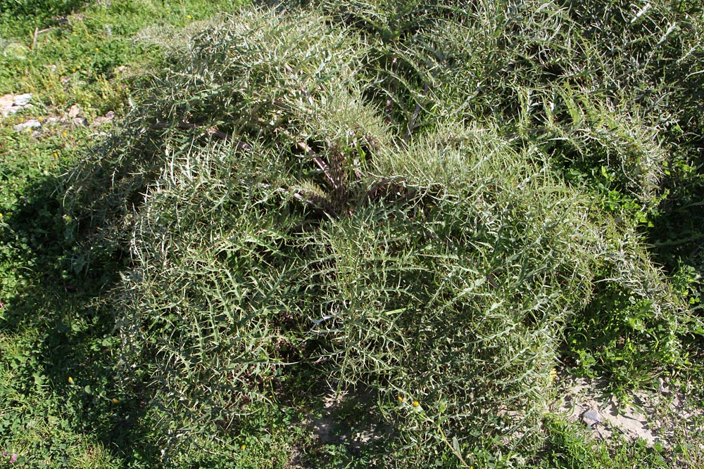 Изображение особи Cynara cardunculus.