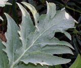 Cynara scolymus